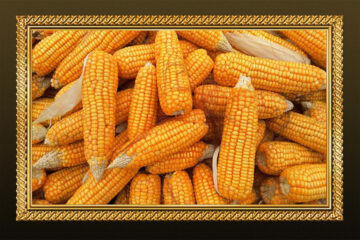 Corn